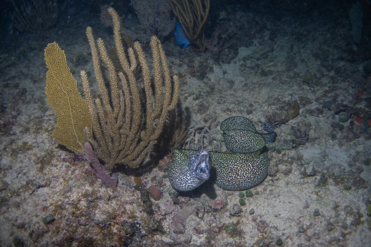 quelle-biodiversite-observer-lors-des-plongees-nocturnes