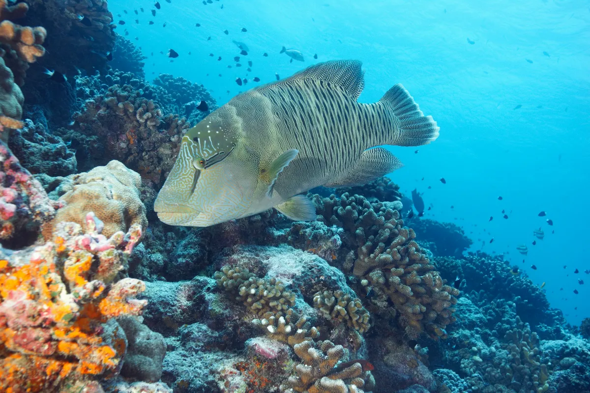 poisson-napoleon-tout-ce-quil-faut-savoir-sur-ce-geant-des-recifs