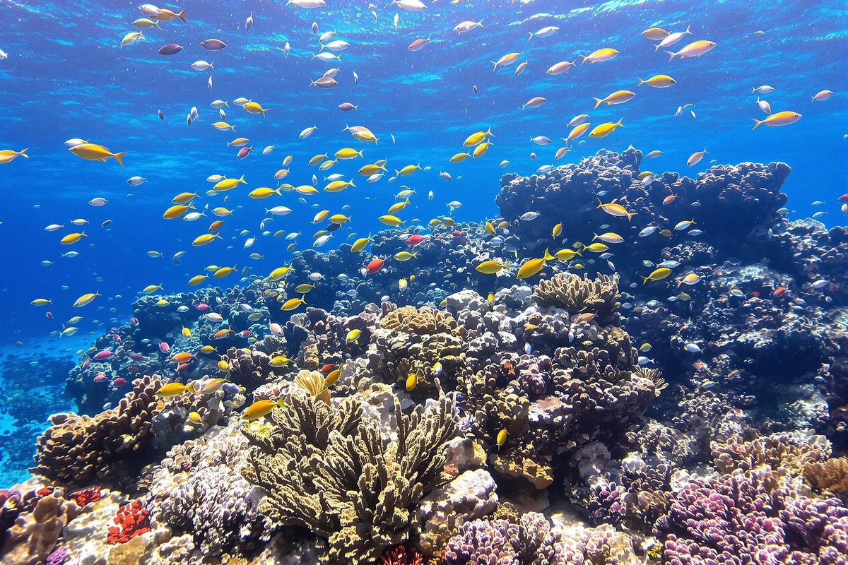 Plongée en France : les plus beaux sites à explorer sous l’eau